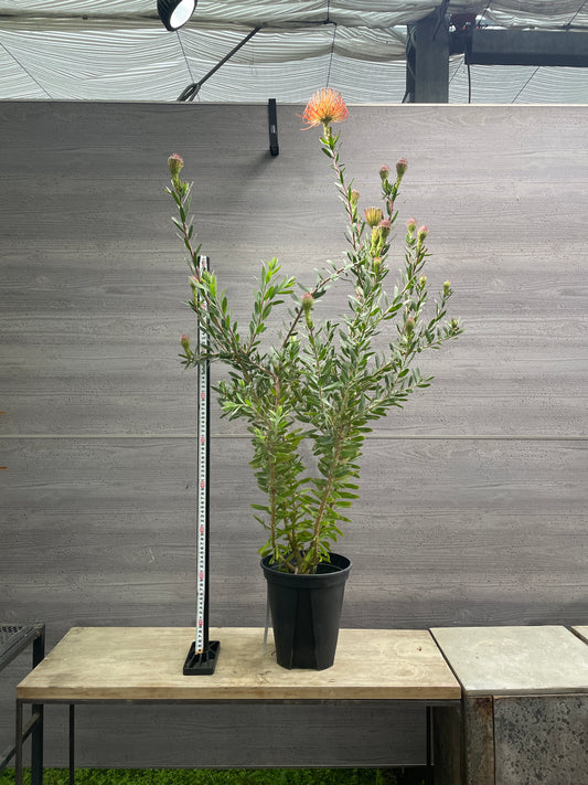 No.10013 リューコスペルマム ソーエクスクイジット 7号鉢