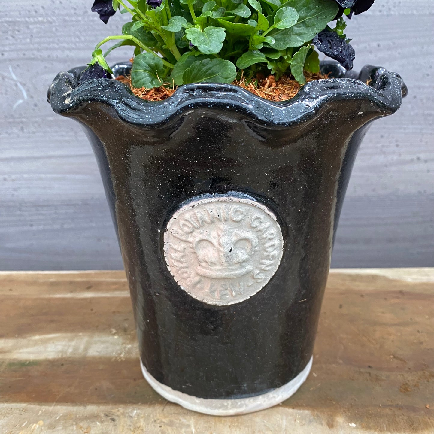 ビオラ キューガーデンポット黒