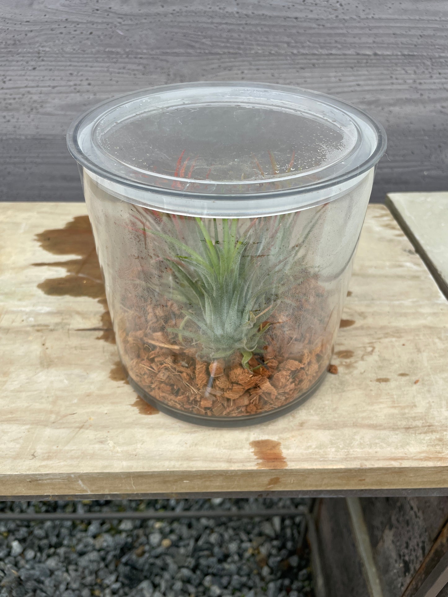 エアープランツ クリアケース入り