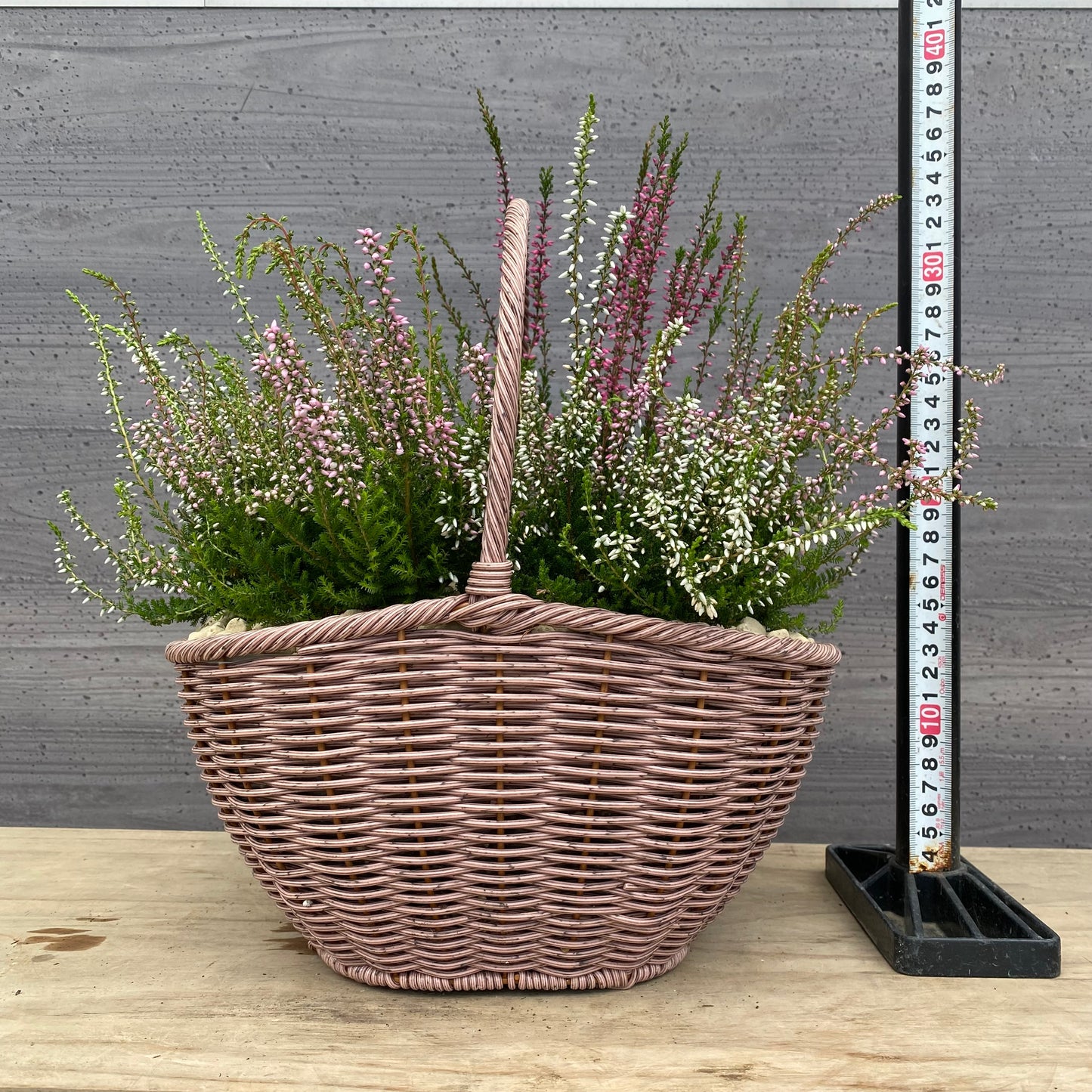 社長植栽★ カルーナ ガーデンガールズ6ポット寄せ植え 手付きバスケットピンク