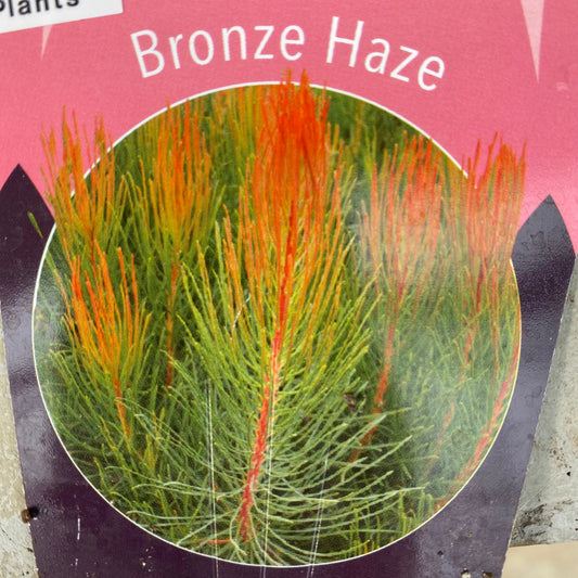 オーラックス ブロンズヘイズ 6号スリット鉢/オリジナル色