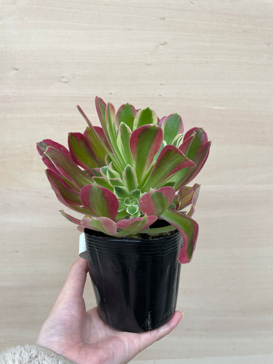 M45 アエオニウム リバーストーン 3.5号苗ポット