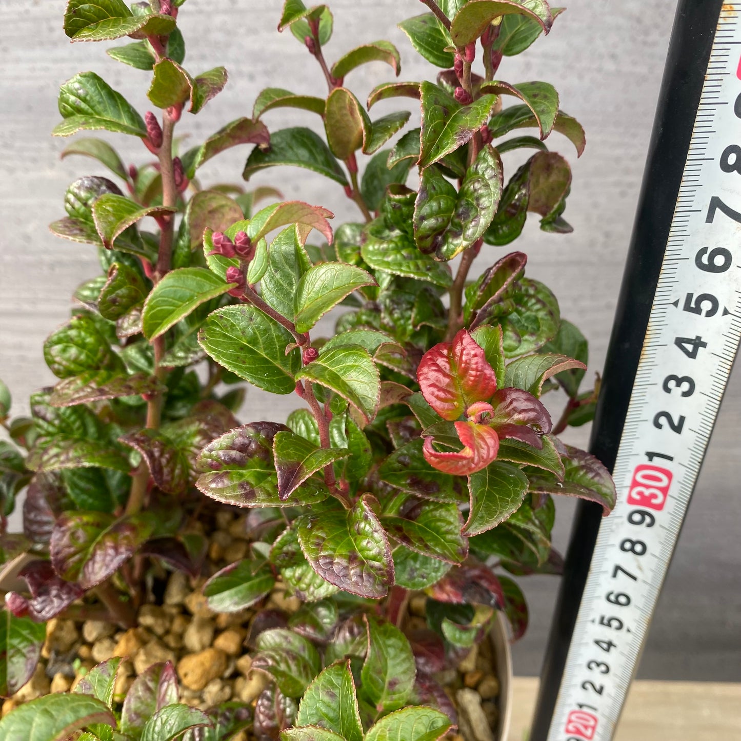 ルコテー カーリーレッド 6号スリット鉢/オリジナル色