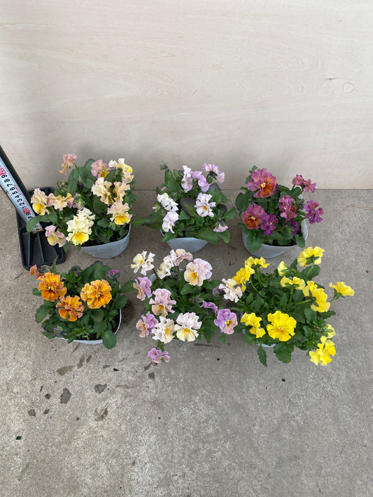 M003 ビオラ おまかせ6個セット