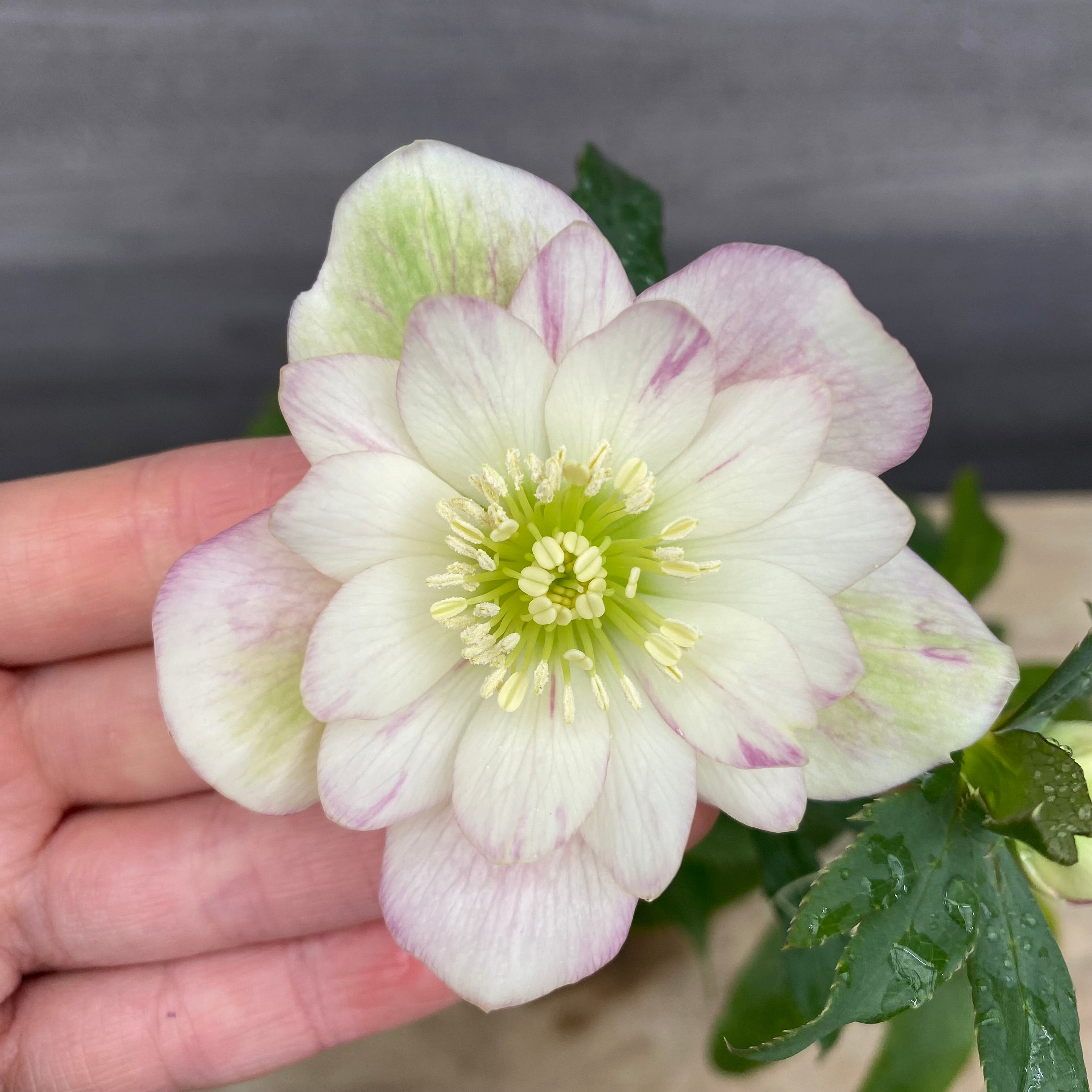 即売会 No.27066 クリスマスローズ ダブル咲き 5号鉢 – 植物家族