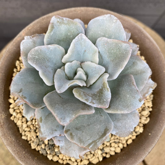 エケベリア クリスペートビューティ BERGS コペンハーゲン10