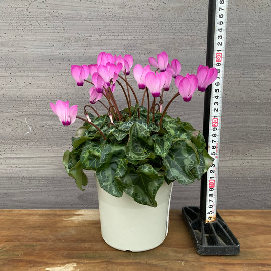市場仕入れ即売会 No.25013 シクラメン プリティカーブ ピンク 5号鉢