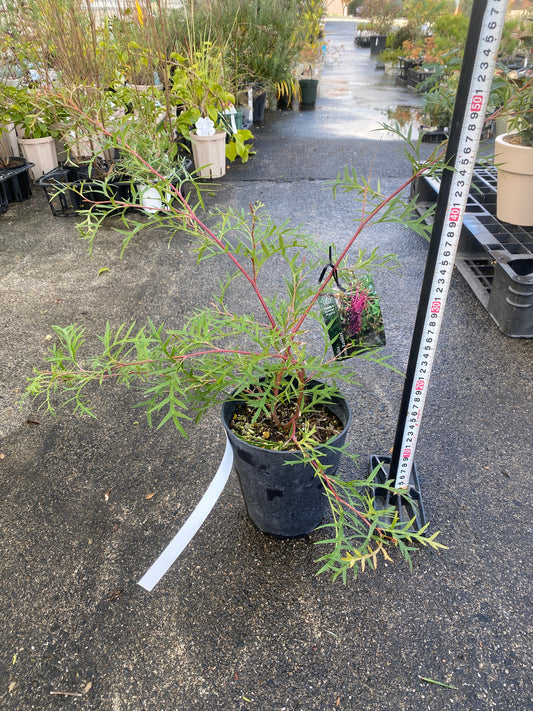 農場創業祭 No.26035 グレビレア ブロンズランバー 5号鉢