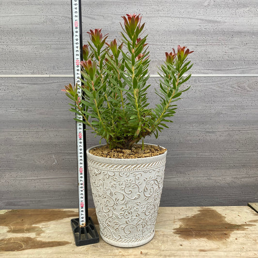 No.12028 ミメティス クラッカージャックレッド ホワイトゴールドプラ鉢