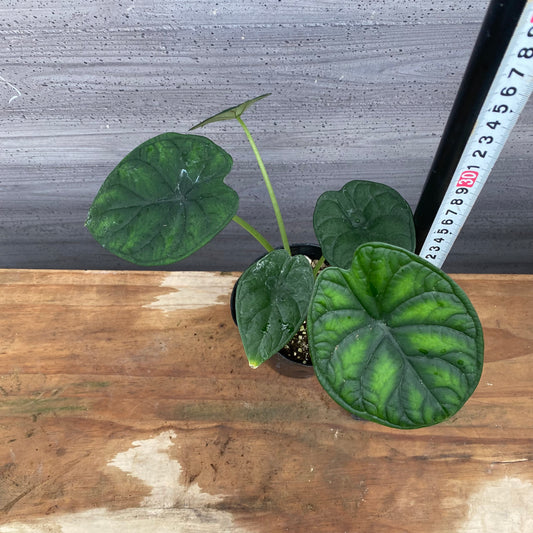 市場仕入れ即売会 No.25044 アロカシアC 4号苗ポット