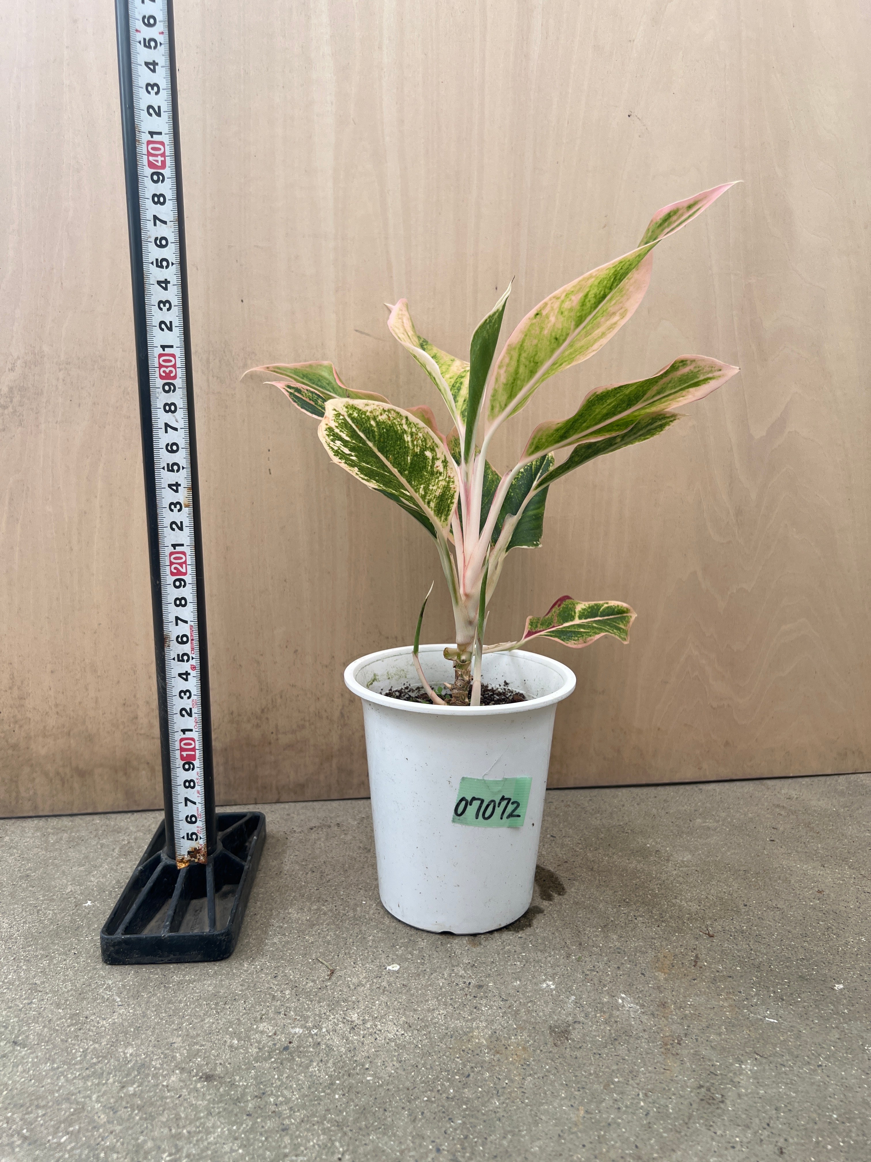 No.07072 アグラオネマ 4号鉢 – 植物家族