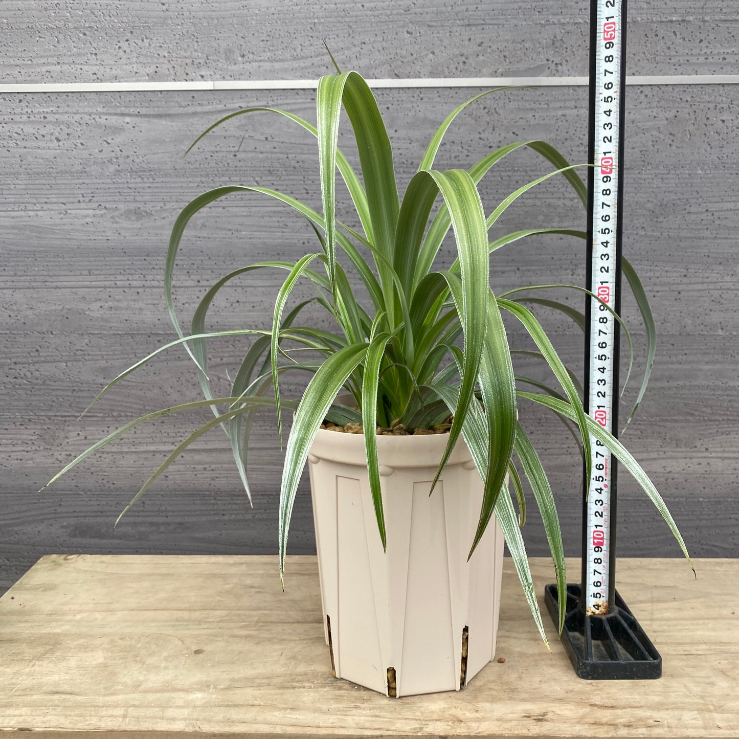 アステリア シルバーシャドウ 6号スリット鉢/オリジナル色