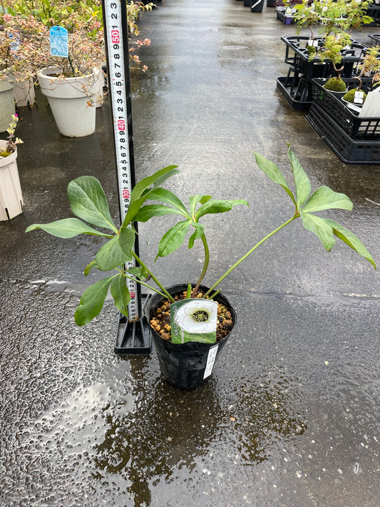 M30 クリスマスローズ 糸ピコティ 4.5号苗ポット