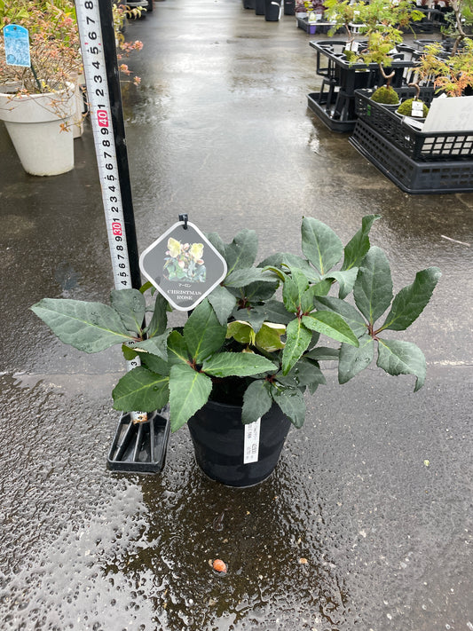 M52 クリスマスローズ マーロン 5号鉢