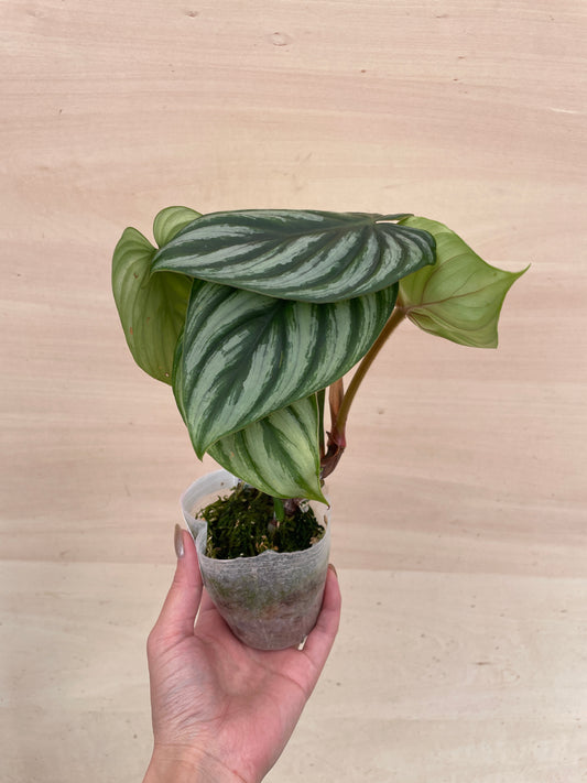 No.27002 フィロデンドロン プロウマニー ウォーターメロン 2号苗ポット