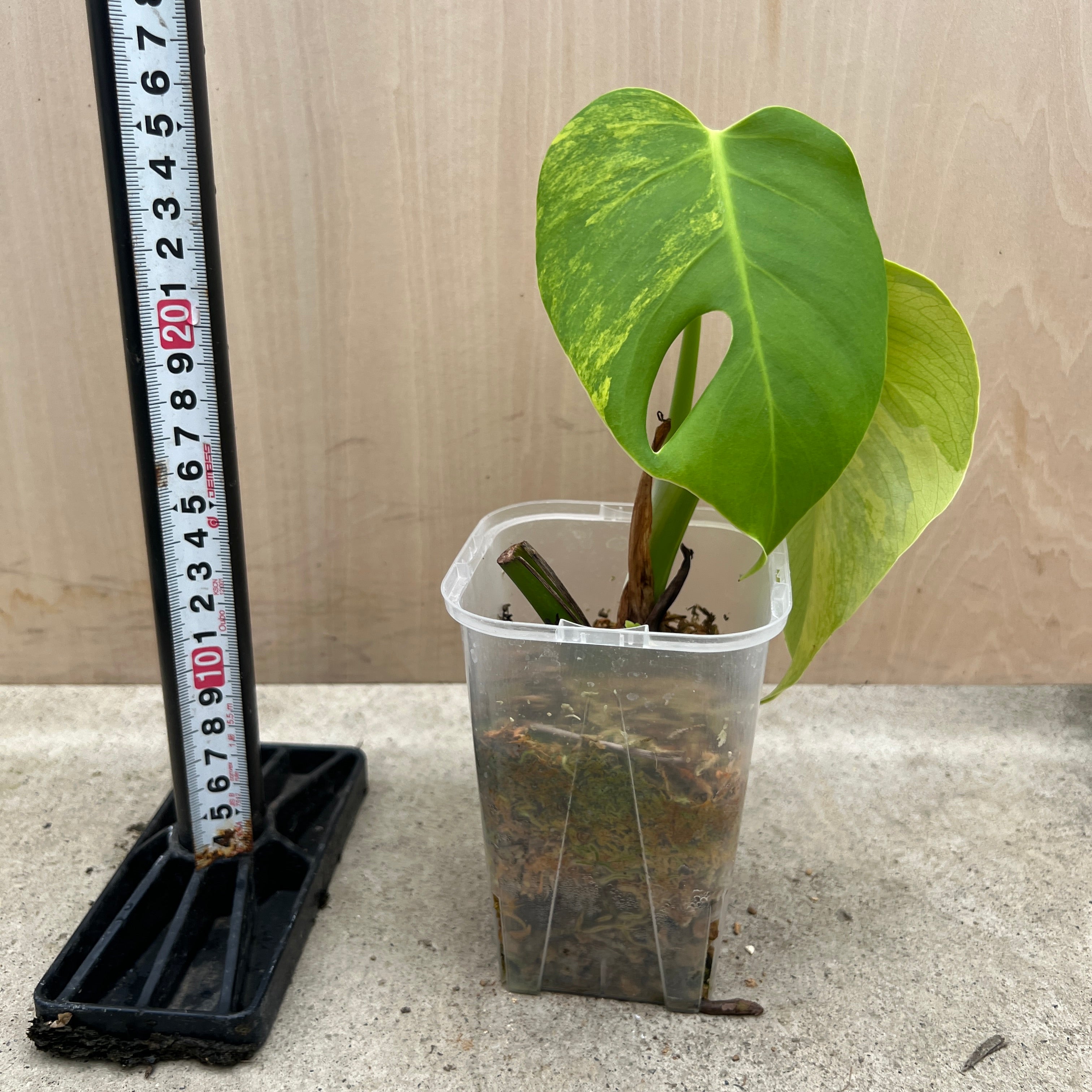 No.21065 モンステラ オーレア 茎挿し – 植物家族