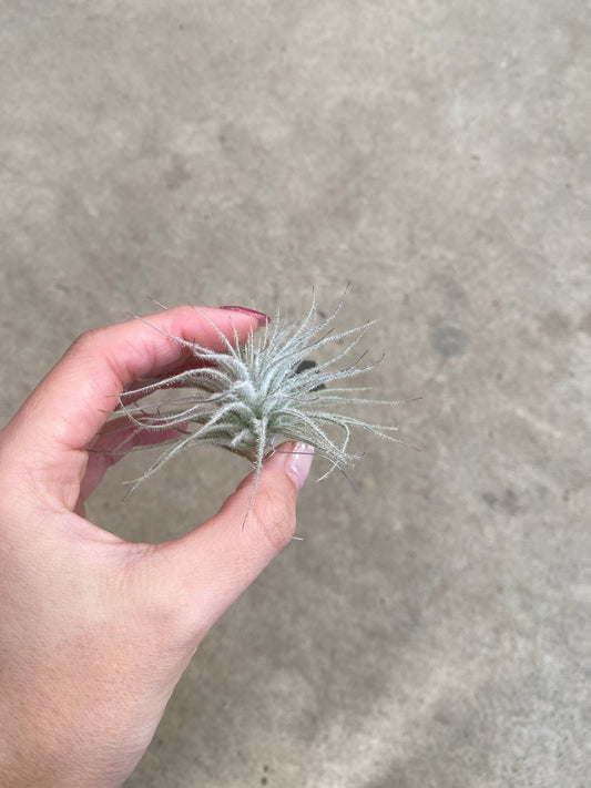 No.03048 ティランジア テクトラム