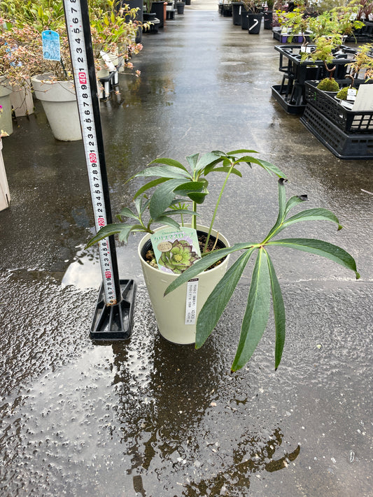 M19 クリスマスローズ ダブル咲き グリーンピコティ系 5号鉢