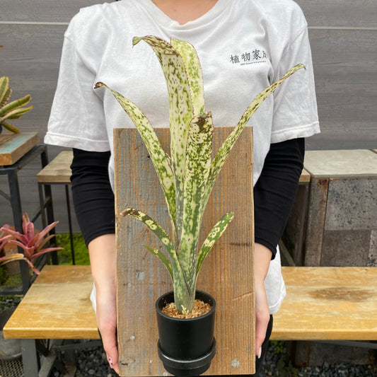 No.26005 ビルベルギア Casablanca Bromeload Cultivar Register 足場板仕立て