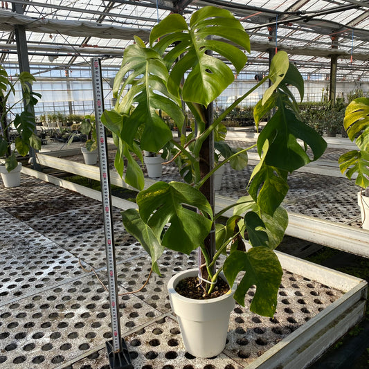 06063 モンステラ オーレア 7号鉢 ねこ型登り棒100cm仕立て