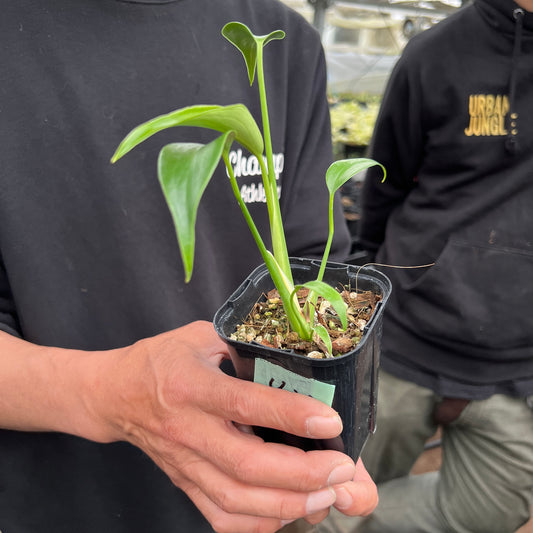 URBAN JUNGLE特集★U22 モンステラ バールマルクス 2号鉢