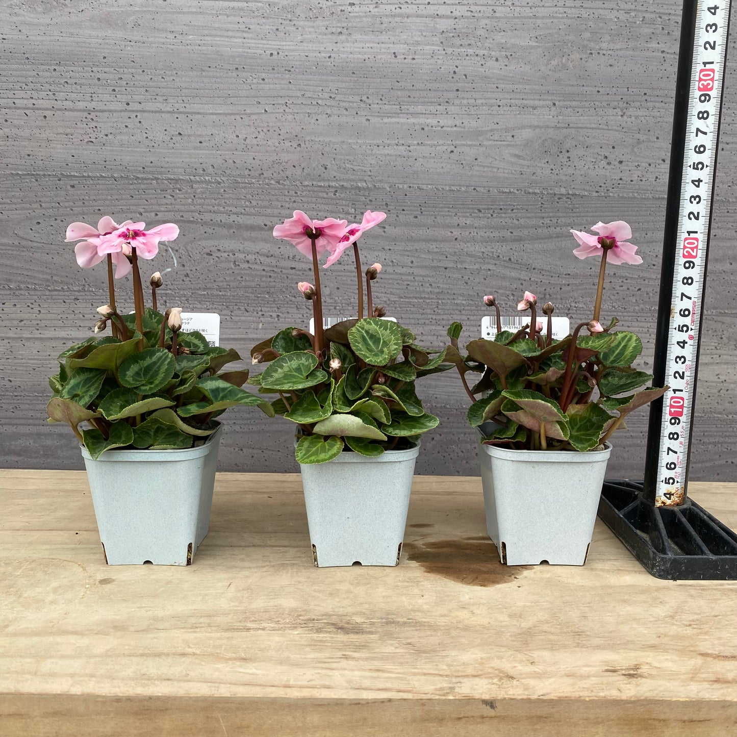 シクラメン イリュージア ピンクラテ 3号苗ポット 3ポットセット