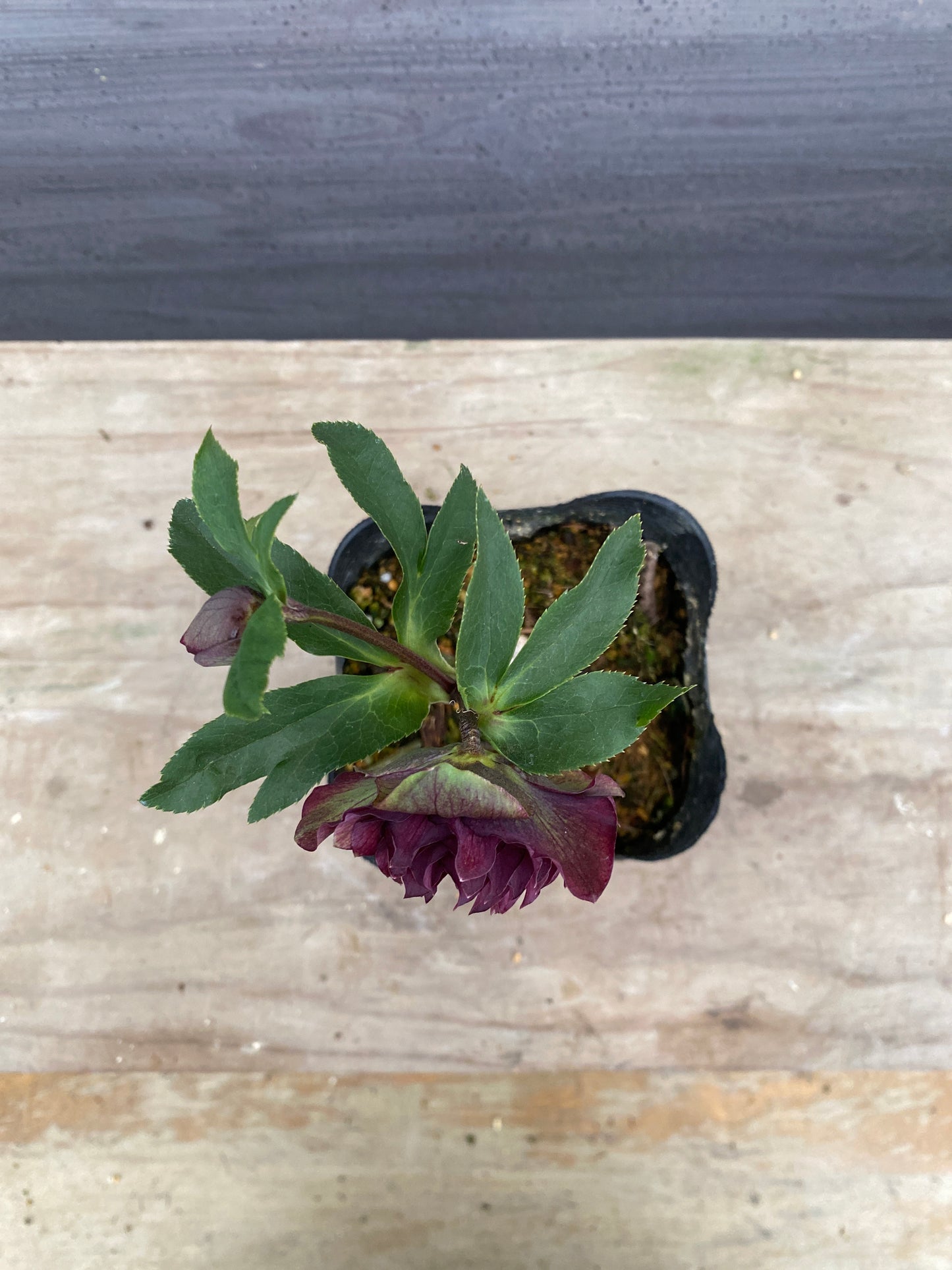 No.05127 横山園芸★クリスマスローズ プリマドレス 5号苗ポット