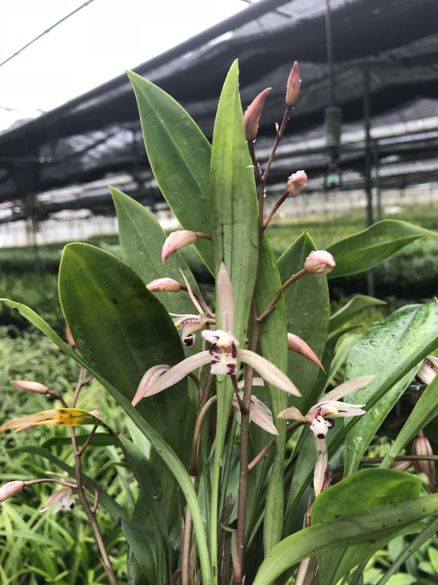 石田蘭園★シンビジュウム Iancifolium 3号鉢 花無