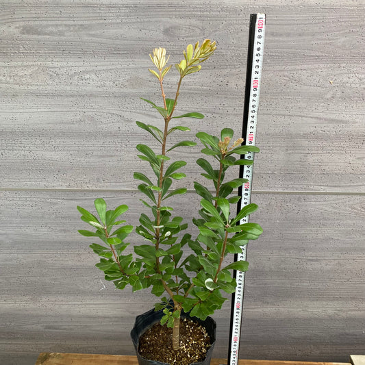 市場仕入れ即売会 No.25081 バンクシア セイラ 7号苗ポット