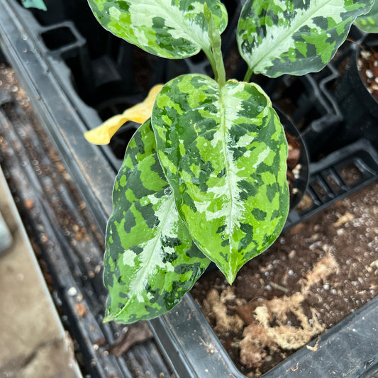 URBAN JUNGLE特集★U01 ピクタム サイアムジューム 4号鉢