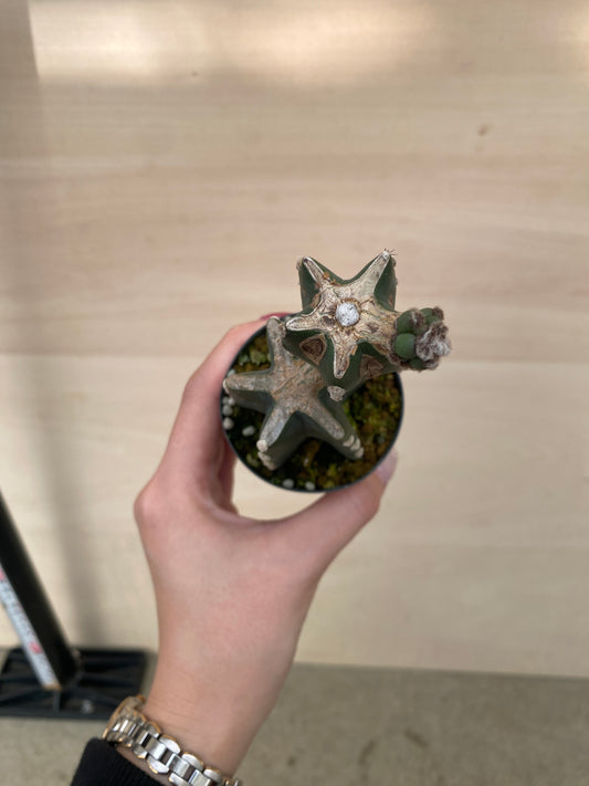 No.03058 柱サボテン 2.5号鉢