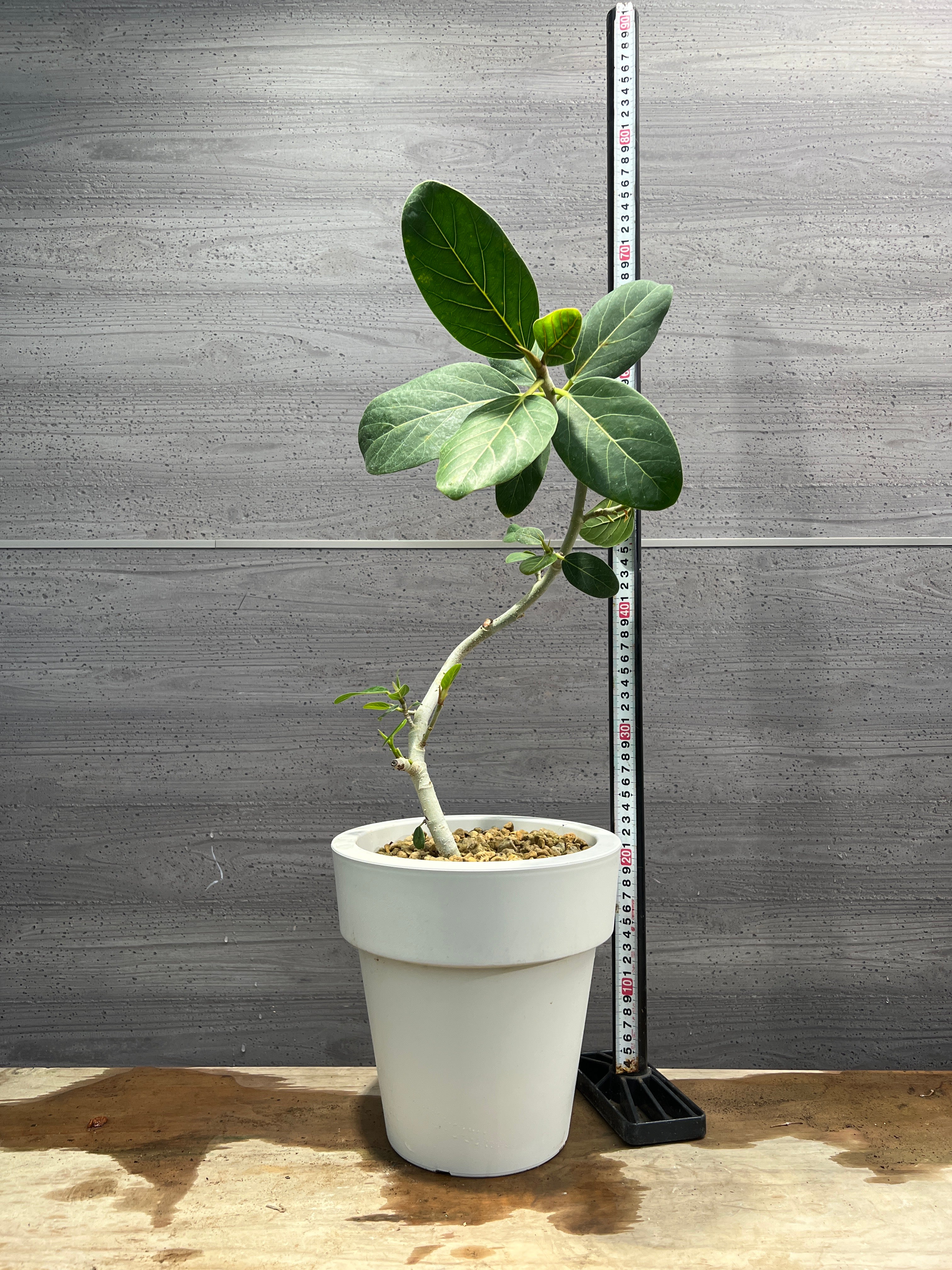社長植栽☆フィカス ベンガレンシス 7号おすすめ白ポット – 植物家族