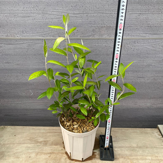 コロキア ジーンティーズジャイアント 6号スリット鉢/オリジナル色