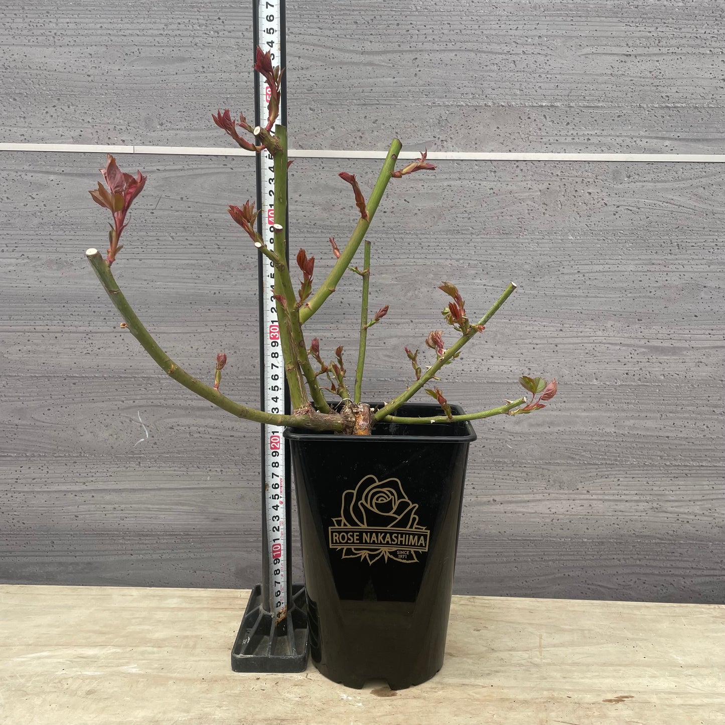 ローズなかしま★フレグランスローズ レジーナ 5号鉢