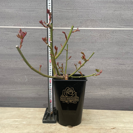 ローズなかしま★フレグランスローズ レジーナ 5号鉢