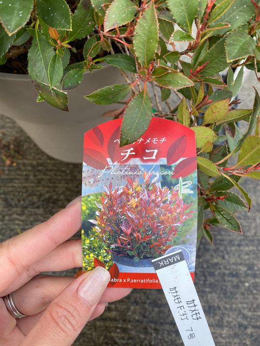 農場創業祭 No.26067 ベニカナメモチ チコ 8号グレーポット