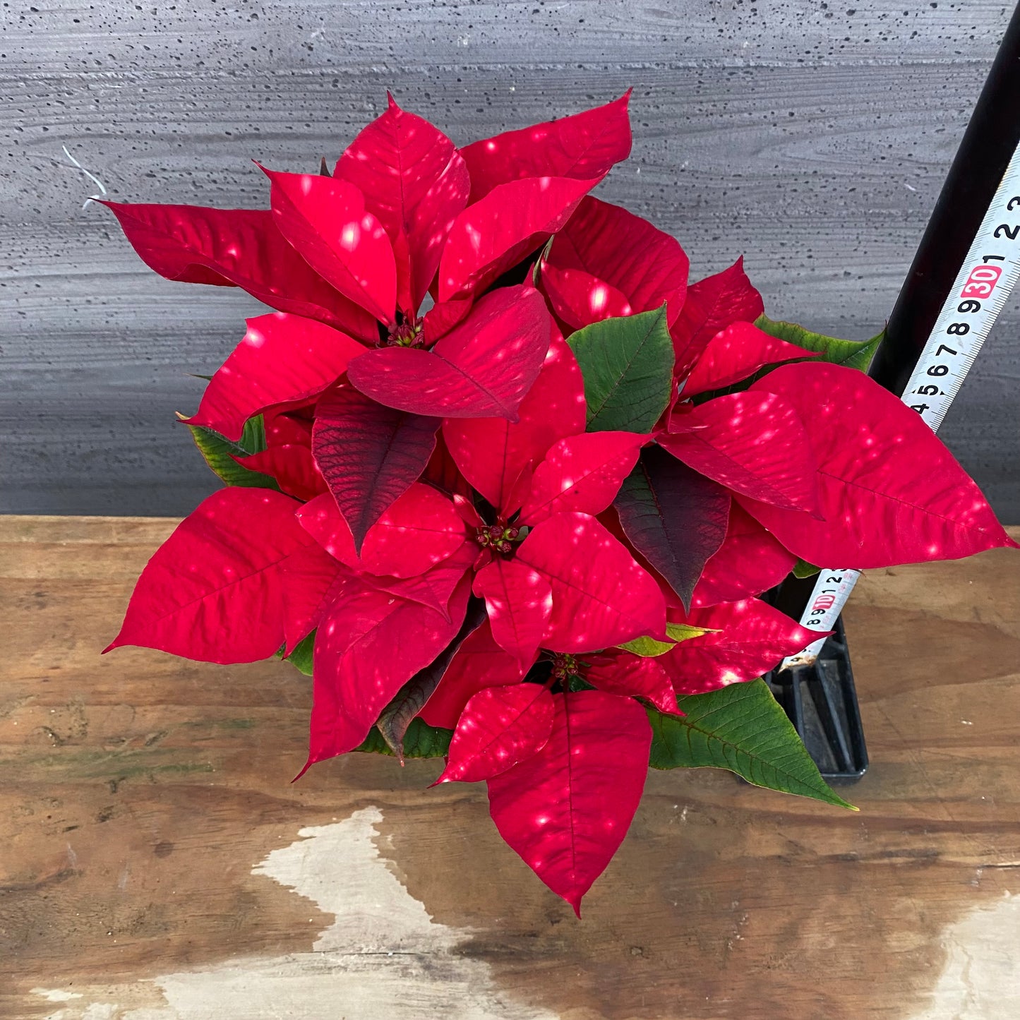 市場仕入れ即売会 No.25001 ポインセチア ファンタジースター ワインレッド 4号鉢