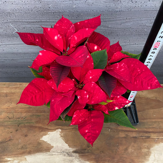 市場仕入れ即売会 No.25001 ポインセチア ファンタジースター ワインレッド 4号鉢