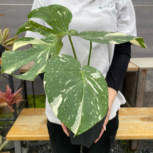 No.26042 モンステラ タイコンステレーション 5号鉢