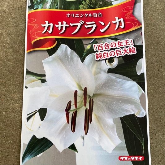 ★大特価SALE No.17050 超特大球(北海道産)カサブランカ百合球根 1球