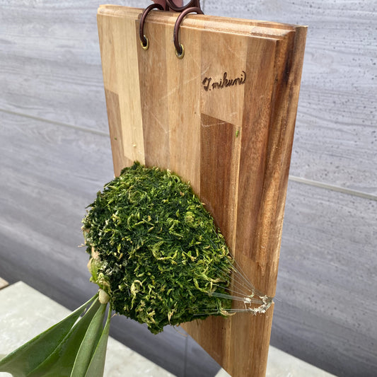 06019 ビカクシダ 板付け