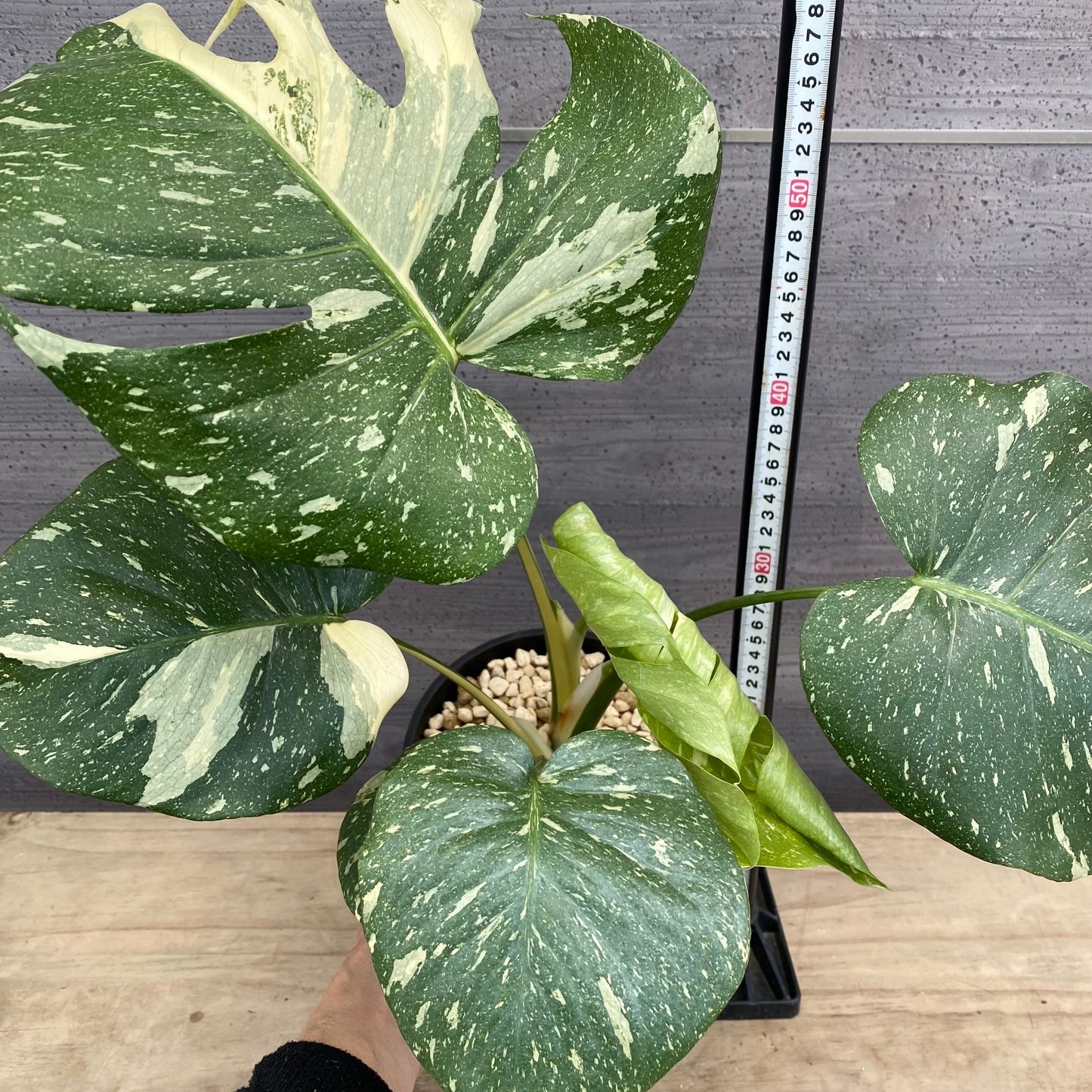 モンステラ タイコンステレーション No.1 黒ポット