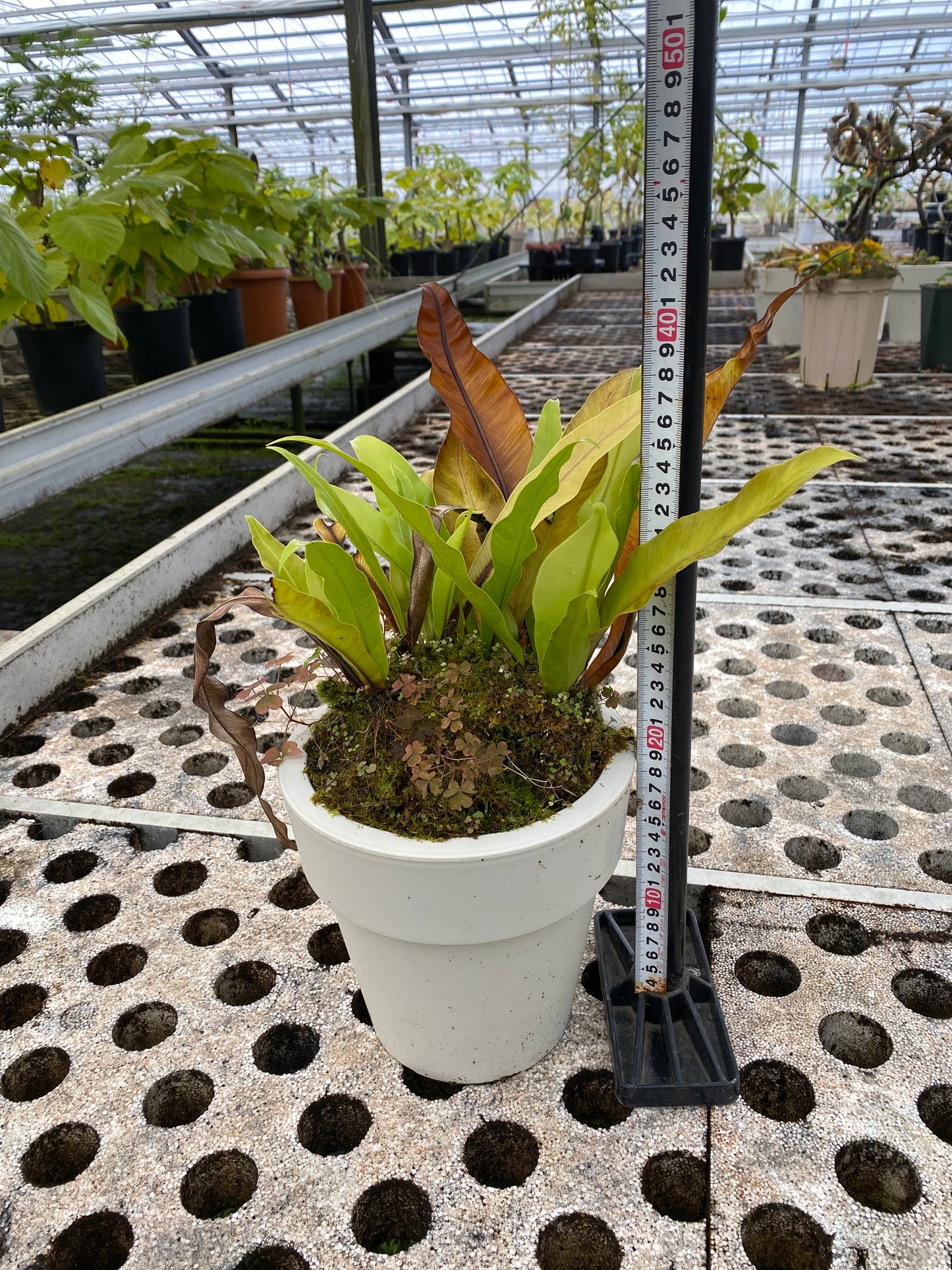 農場創業祭 No.26134 タニワタリ 6号おすすめ白ポット