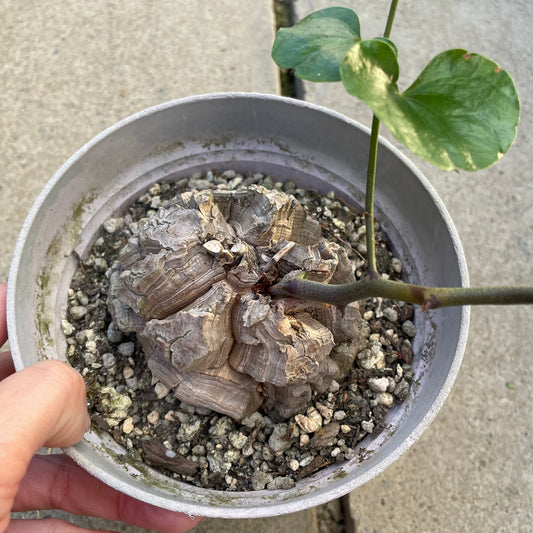 農場創業祭 No.18226 アフリカ 亀甲竜