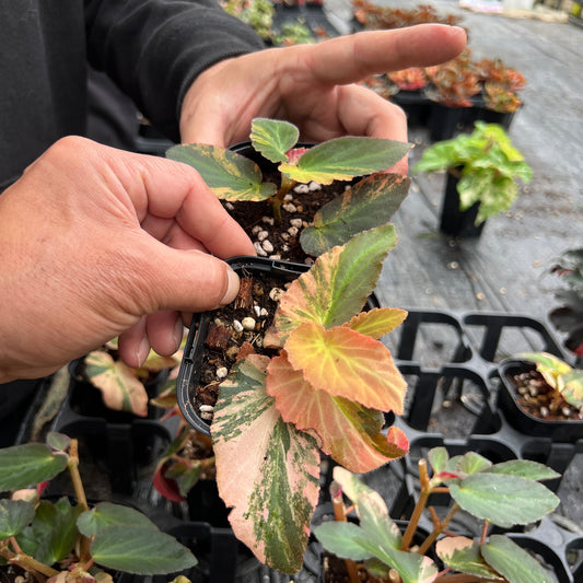 URBAN JUNGLE特集★U44 ベゴニア ウィズラクーチ斑入り 3号鉢