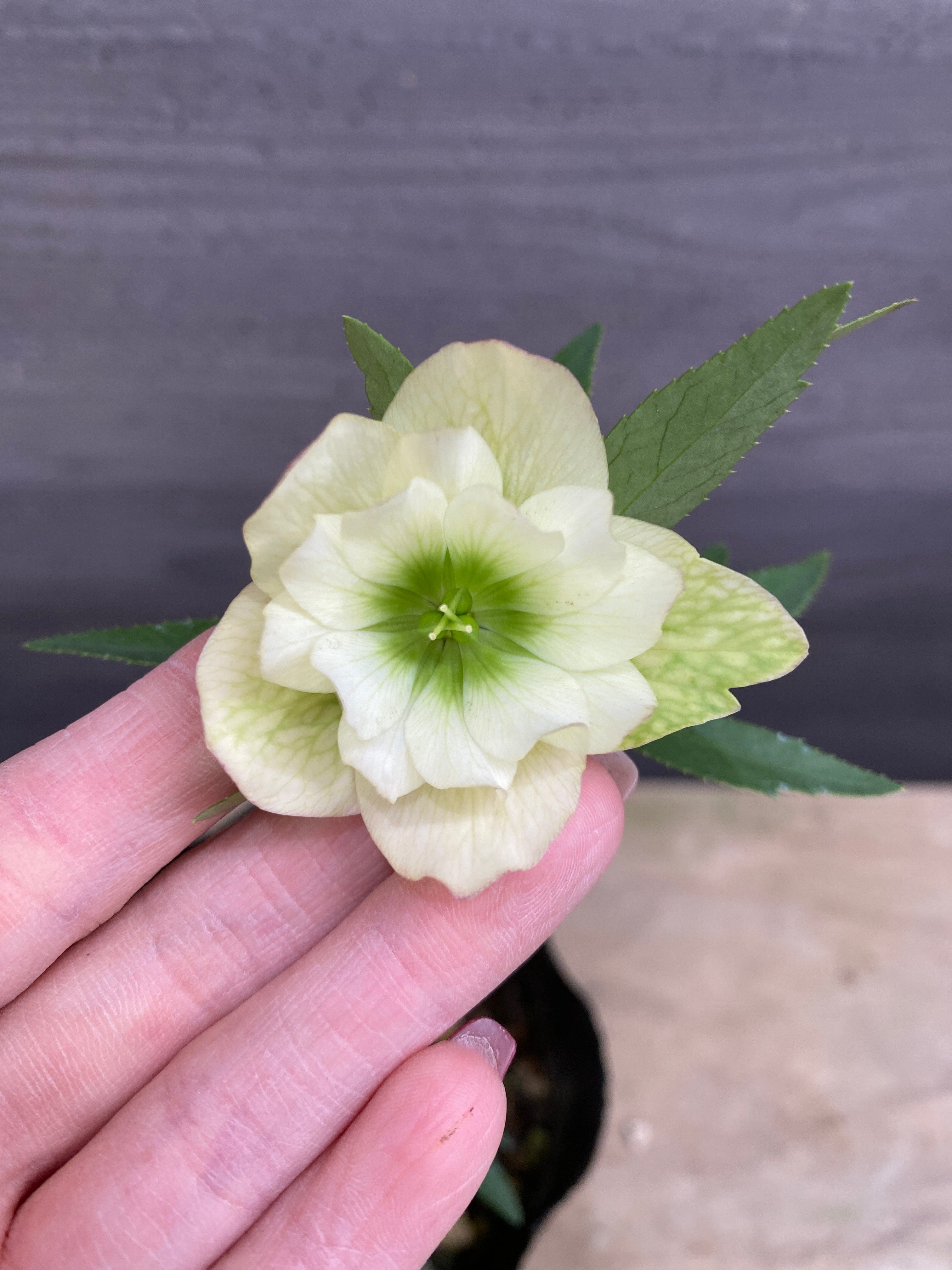 M071 クリスマスローズ 八重咲き 4号苗ポット – 植物家族