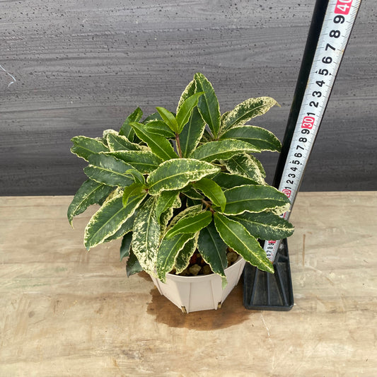 万両 斑入り 曙大鵬 5号スリット鉢/オリジナル色