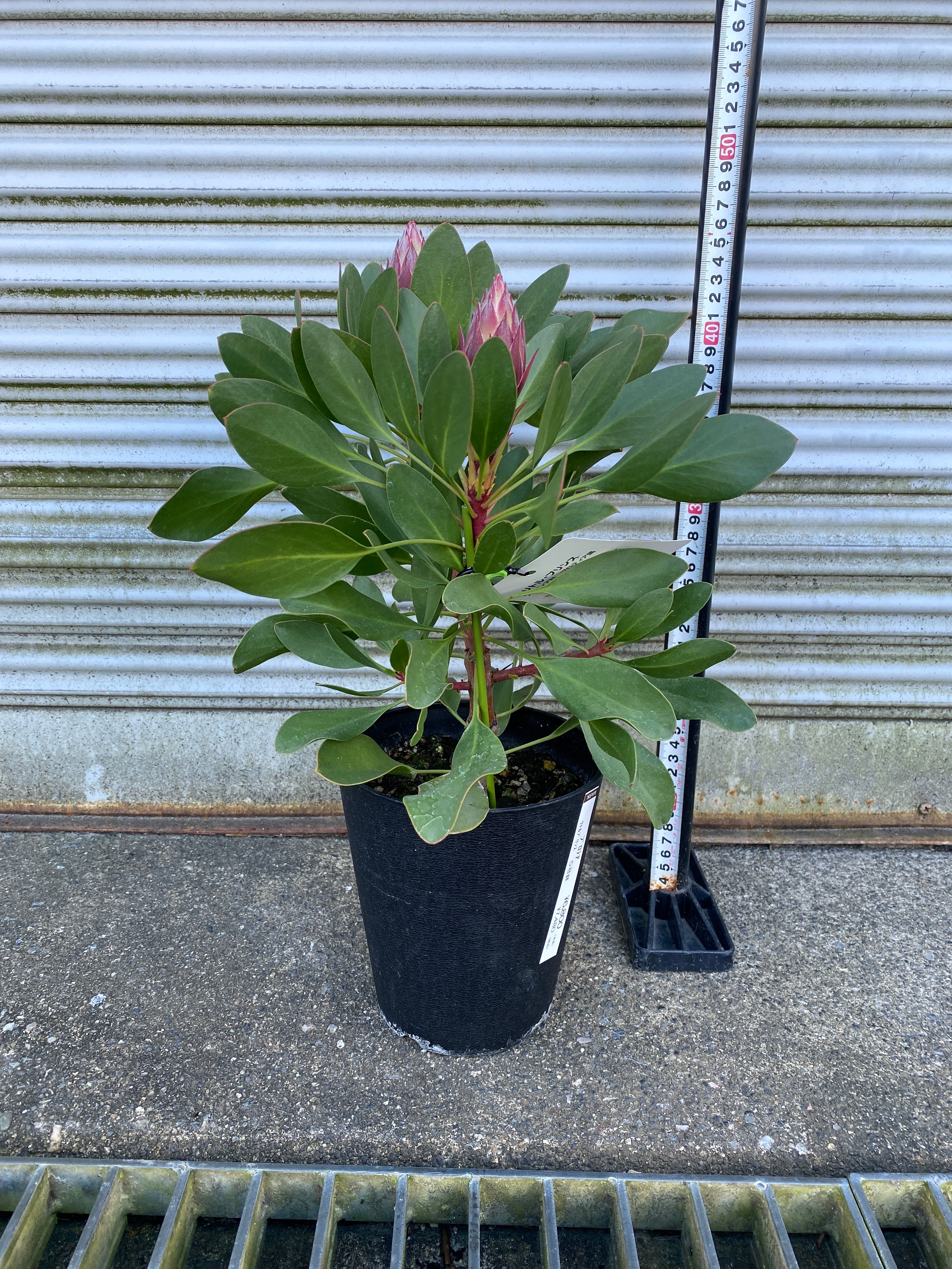 キングプロテア リトルプリンス 2個セット キングプロテア リトルプリンス 2個セット キングプロテア リトル