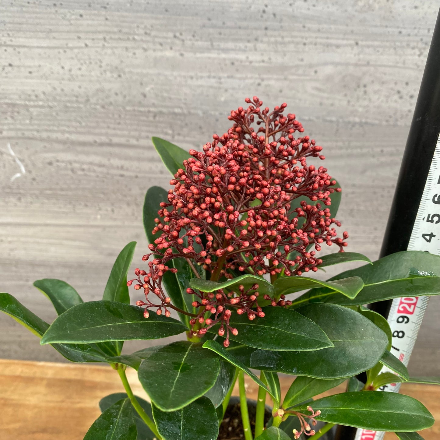 市場仕入れ即売会 No.25071 深山スキミア ルベラ 3号鉢