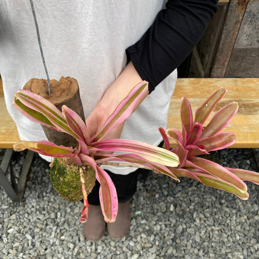 No.26016 ネオレゲリア 流木仕立て